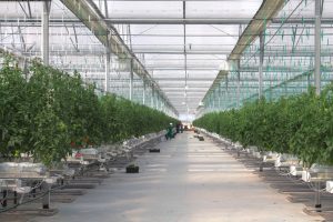 Asagro,agriculture Azerbaijan,Asagro quality greenhouse,agricultural products,agriculture careers,agricultural economics.